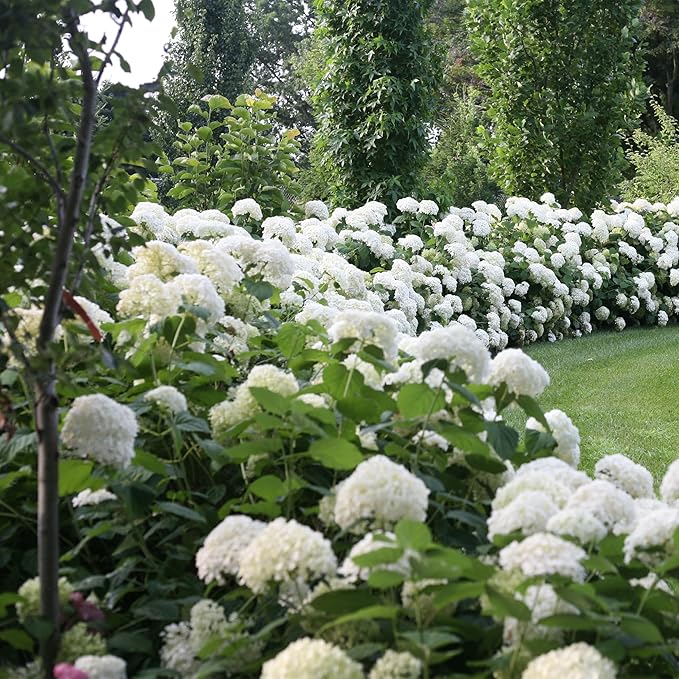 5 Gallon Proven Winners Hydrangea Incrediball