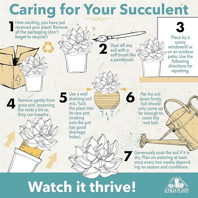 Altman Plants, Bulk Succulents Plants Live Houseplants (20PK), Live Succulents Live Plants Live House Plants Indoors Live, Live Cactus Plants Live Succulent Plants Live Indoor Plants Live Houseplants