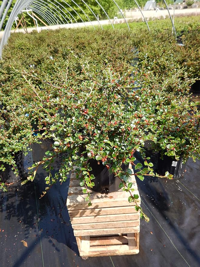 Cotoneaster apiculatus (Cranberry Cotoneaster) Shrub, #2 - Size Container