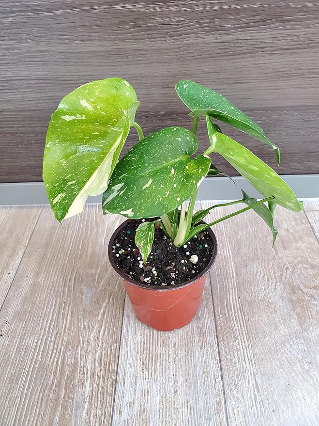 Monstera Thai Constellation 4" Planter - Variegated Monstera Live Plant - 6" to 10" Overall Height - Tropical Plants of Florida