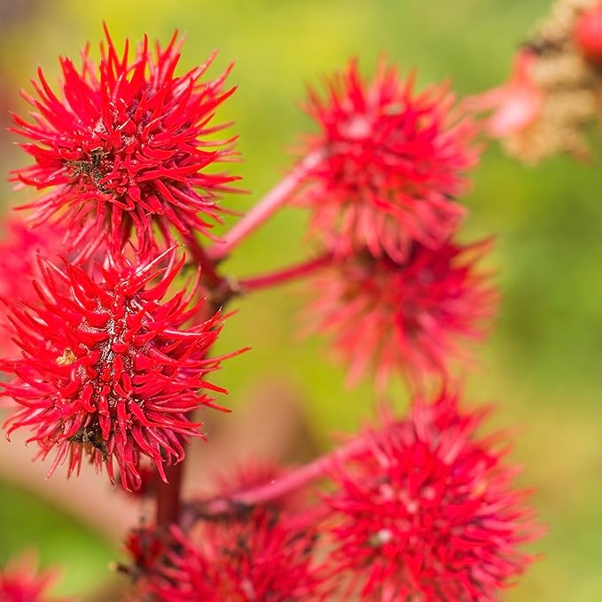 Outsidepride 100 Seeds Annual Ricinus Communis Castor Bean Gibsonii Flower Seeds for Planting