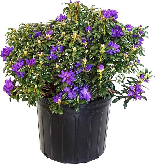 Rhododendron X 'Blue Baron' (Rhododendron) Evergreen, bluish purple flowers, #2 - Size Container