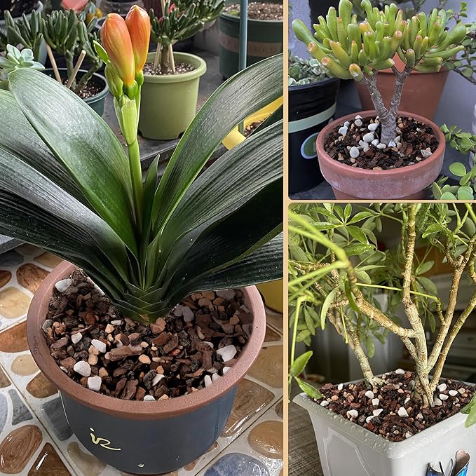 2 Quart Bonsai Soil Mix Lava,Pumice,Pine Bark and Calcined Rock, Natural Organic Mix for Potted Plants…