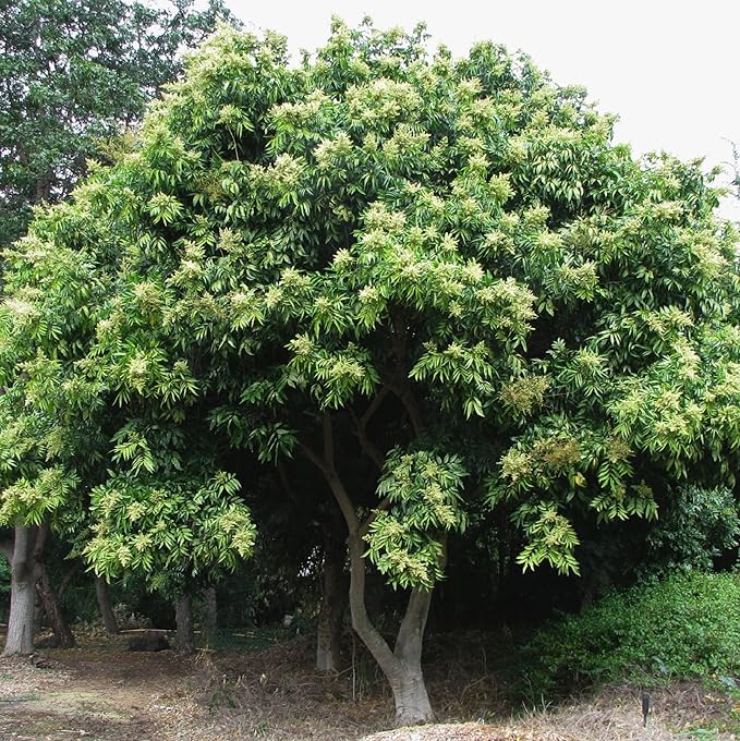 CHUXAY GARDEN Indian Soapberry Seed 5 Seeds Sapindus Mukorossi Evergreen Tree Ornamental Shade Tree Cleaning Purpose