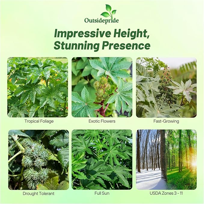 Outsidepride 50 Seeds Annual Ricinus Communis Castor Bean Zanzibariensis Flower Seeds for Planting