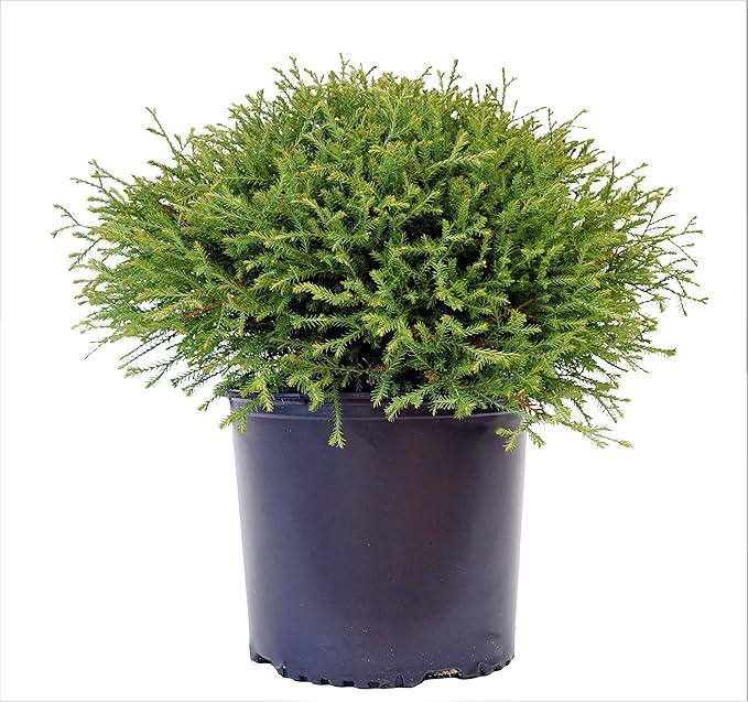 Green Promise Farms Thuja `MR. Bowling Ball` (Arborvitae) Evergreen, 3 Size Container, Green Foliage