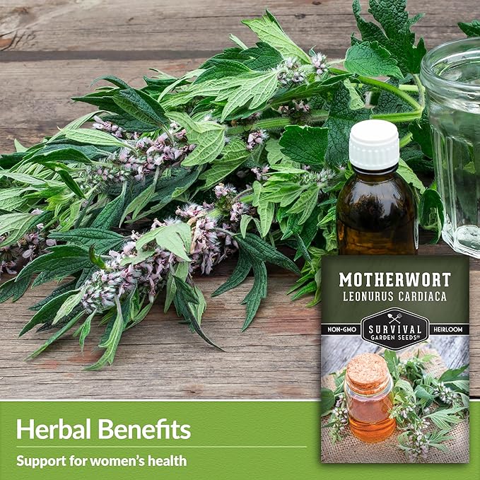 Motherwort Seed for Planting - 1 Packet with Instructions to Plant and Grow Lion's Tail Medicinal Herbs in Your Home Herb Garden - Non-GMO Heirloom Variety - Survival Garden Seeds