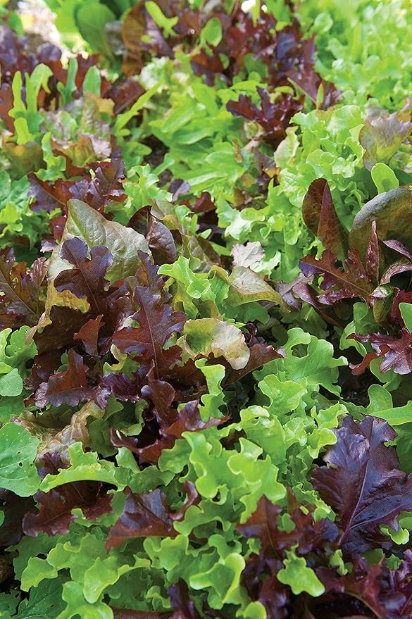 Burpee Gourmet Blend Lettuce Seeds 1000 seeds