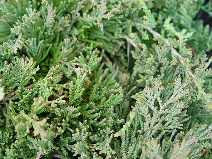 Blue Rug Juniper, blue leafed evergreen plant in 2 Gallon pot - Juniperus Horizontalis 'Wiltonii'
