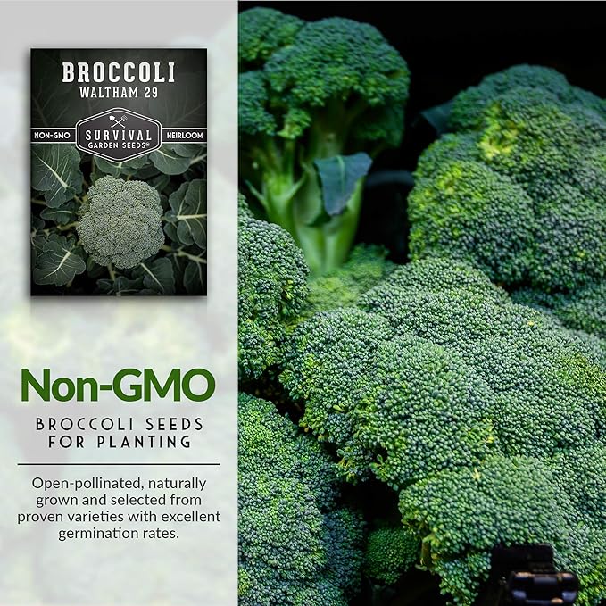 Waltham 29 Broccoli Seed for Planting - Packet with Instructions to Plant & Grow Cool Weather Broccoli in Your Home Vegetable Garden - Non-GMO Heirloom Variety - Survival Garden Seeds - 3 Pack