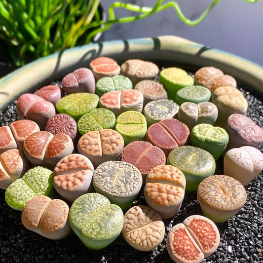 Lithops Large Random Mix Rare Live Succulent Plants, 30/50/100 Pcs 3 Years Bulk Succulent Live Plant, Bare Root Without Pot Soil, Garden Indoor, Plant Lover Gifts