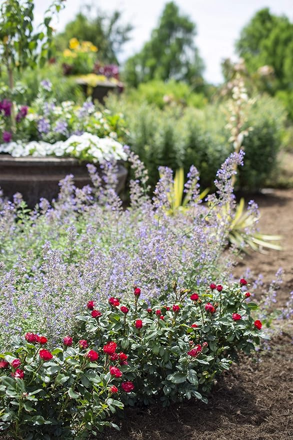 Green Promise Farms Rosa Petite Knock Out (Reblooming) Rose, 2-Size Container, deep red Flowers