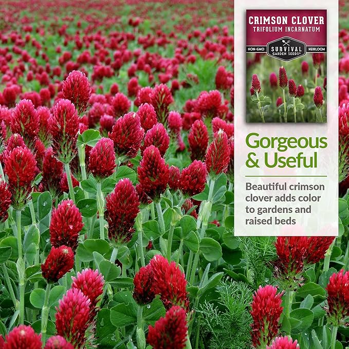 Crimson Clover Seed for Planting - 3 Packets with Instructions to Plant & Grow Flowers or Cover Crop in Your Home Vegetable Garden - Non-GMO Heirloom Variety - Survival Garden Seeds
