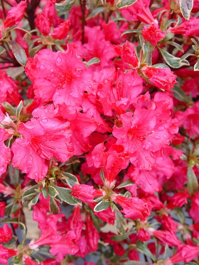 Azalea 'Arctic Rose' (Azalea) Shrub, deep rose flowers, #3 - Size Container