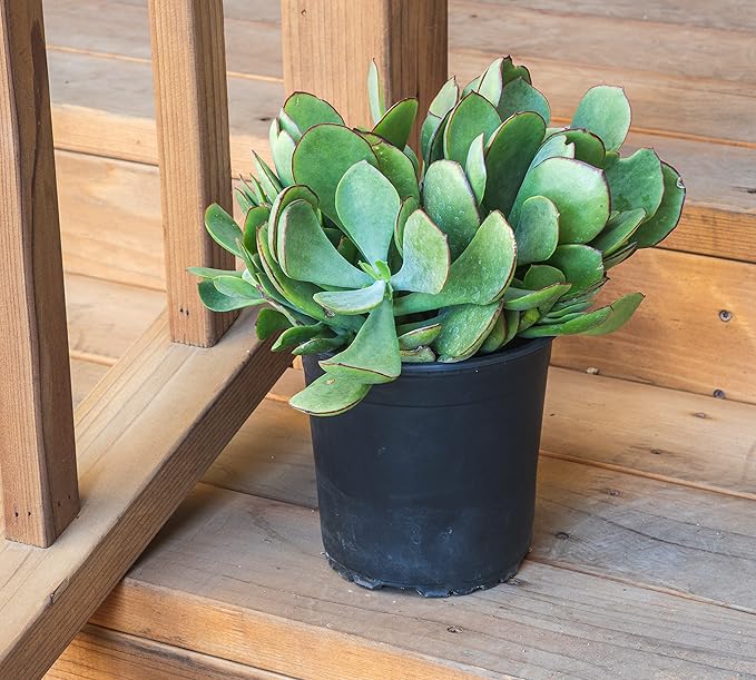 Succulents Plants Live Indoor Plants, Cotyledon Mint Truffles Live Houseplants, Live Succulents Live Plants Indoor Succulent Plants, Indoor Plant Real Succulents Plants House Plants by Plants for Pets