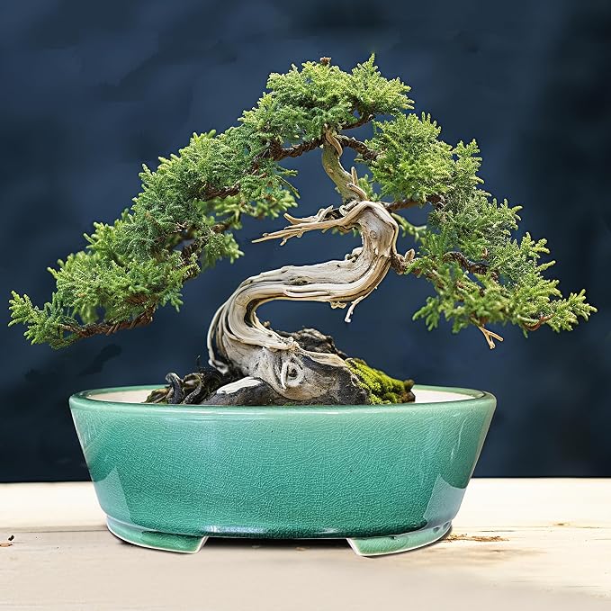 MUZHI 9” Glazed Oval Green Bonsai Planter Pot with Humidity Tray, Classic Neat Ice Crack Long Bonsai Tree Succulent Plant Pot with Saucer