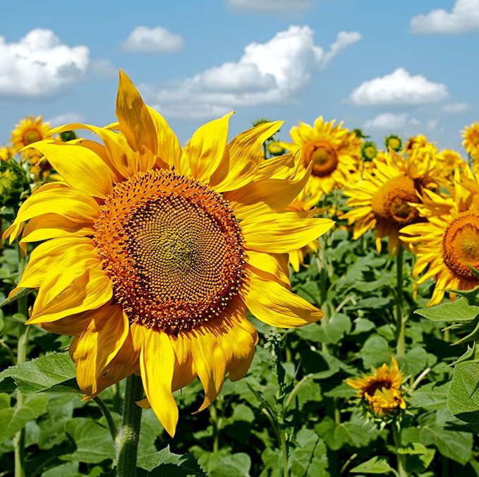 Bentley Thank You Packet - Gracias, Mammoth Sunflower - 25 Packets - Perfect Thank You Gift, Spanish - Non GMO Seeds