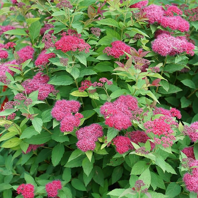 2 Gallon Proven Winners Spirea Double Play Doozie Shrub
