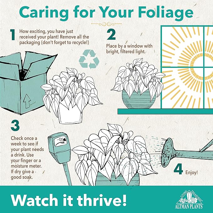 Altman Plants, Live Money Tree Plant, Pachira Aquatica Money Tree, Feng Shui Money Tree Pachira Aquatica Plant, Pachira Plant Bonsai Tree in Planter Pot with Soil, Money Tree Plant Indoor Plants