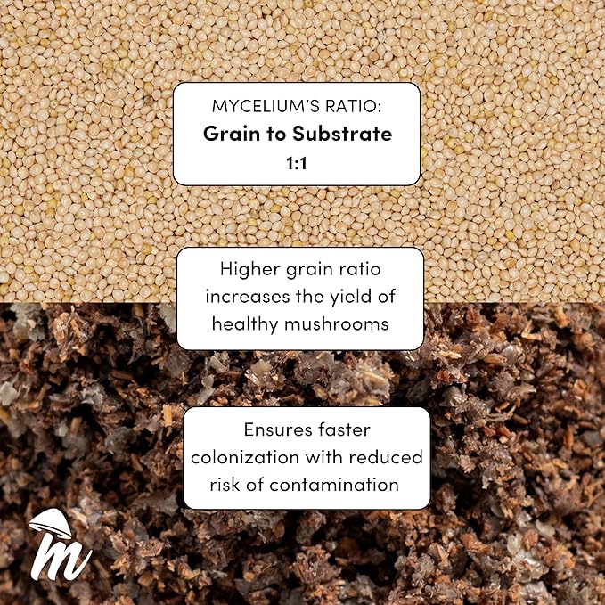 Mycelium’s King Oyster Gourmet Mushroom Kit | 8LBS Oak & Soy Hull with Millet Blend | 20ML Liquid Culture Syringe | All-in-One Complete Cultivation Kit | Pre-Sterilized - Home Growing Made Easy