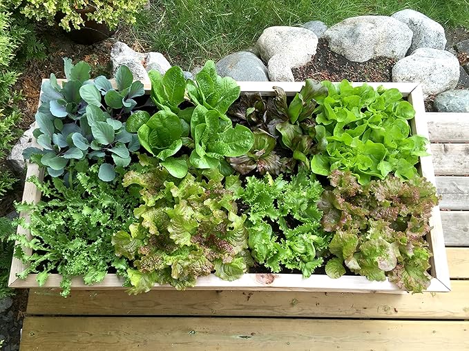 Seeding Square - Seed and Seedling Spacer Tool for Bigger Harvests, Organized Plants & Fewer Weeds – Color-Coded Gardening Template with Magnetic Dibber, Ruler & Planting Guide