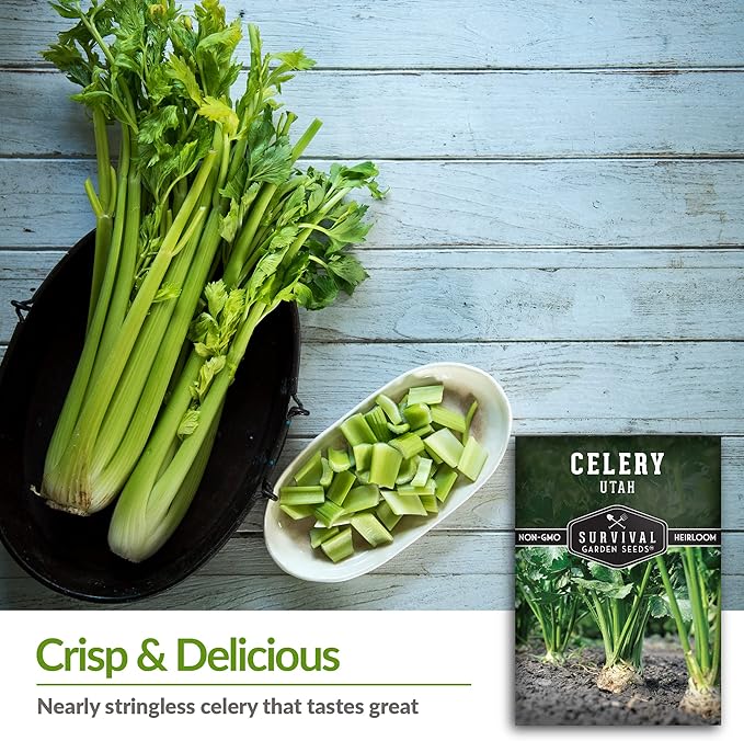 Utah Celery Seed for Planting - 5 Packets with Instructions to Plant & Grow Delicious Celery Plants in Your Home Vegetable Garden - Tender Crisp Non-GMO Heirloom Variety - Survival Garden Seeds