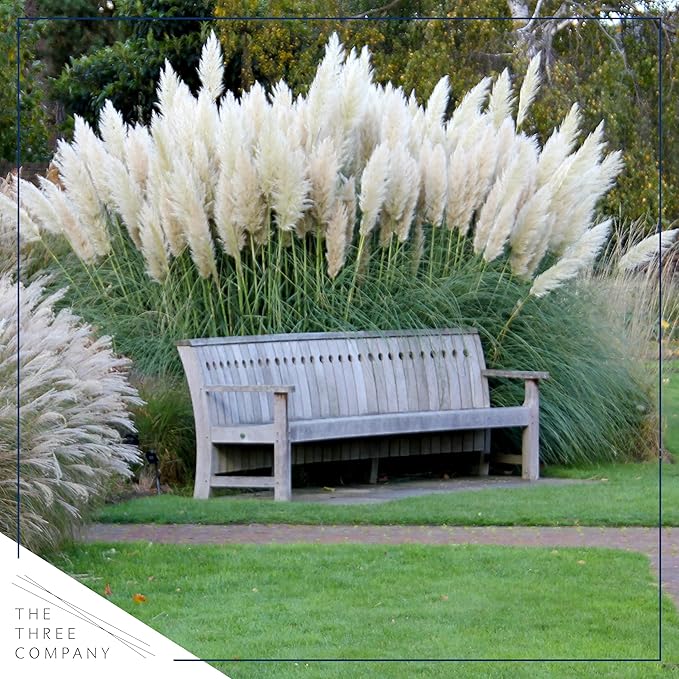 Live Ornamental Perennial Grass - White Pampas (2 Per Pack), Showy Accent Plant, 12" Tall by 6" Wide in 1.5 Quart Pot