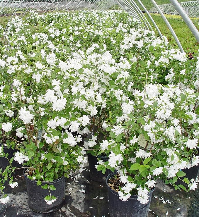 Philadelphus 'Buckley's Quill' (Mock Orange) Shrub, white flowers, #3 - Size Container