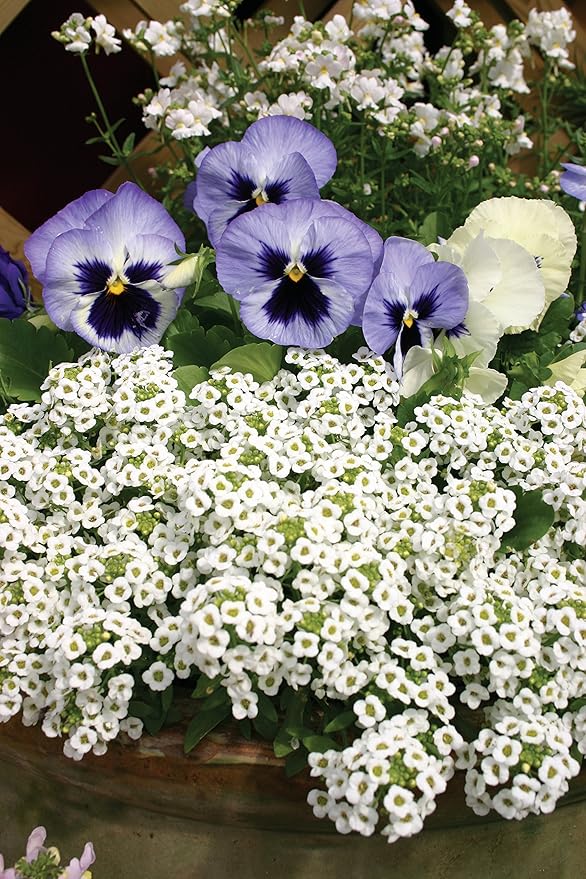 Burpee Carpet of Snow Alyssum Seed Tape 250 per tape