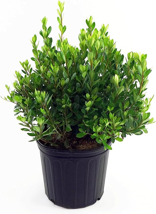 Azalea 'Blaauw's Pink' (Azalea) Shrub, salmon pink, #2 - Size Container