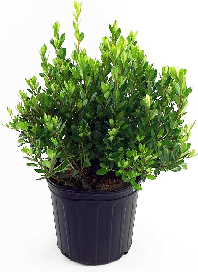 Azalea 'Blaauw's Pink' (Azalea) Shrub, salmon pink, #3 - Size Container