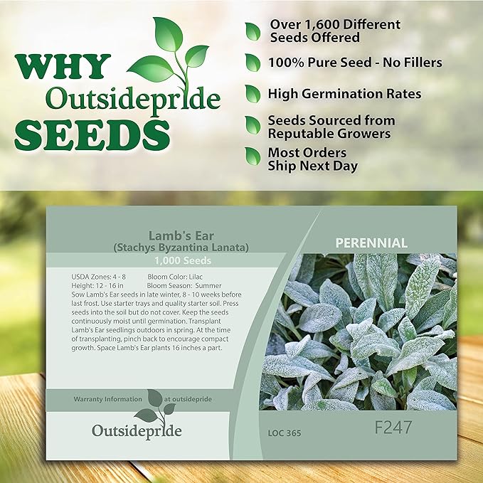 Outsidepride 2000 Seeds Perennial Stachys Byzantina Lamb's Ear Flower Seeds for Planting