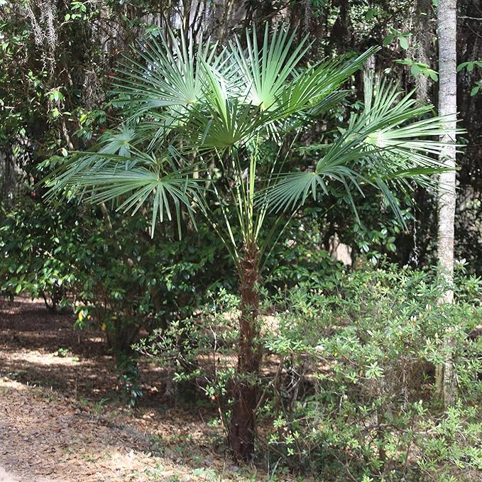 Windmill Palm 1 Gallon