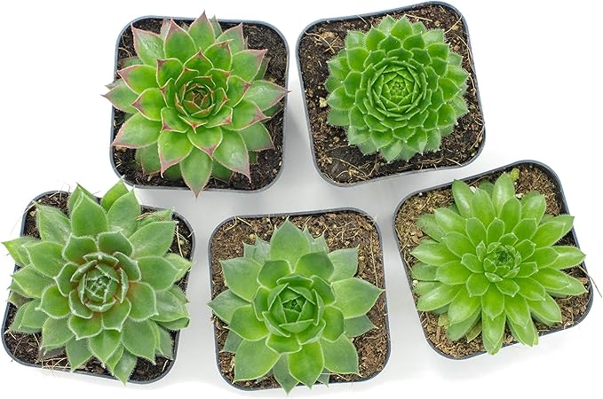 Succulent Plants | 5 Sempervivum Succulents | Rooted in Planter Pots with Soil | Real Live Indoor Plants | Gifts or Room Decor by Plants for Pets