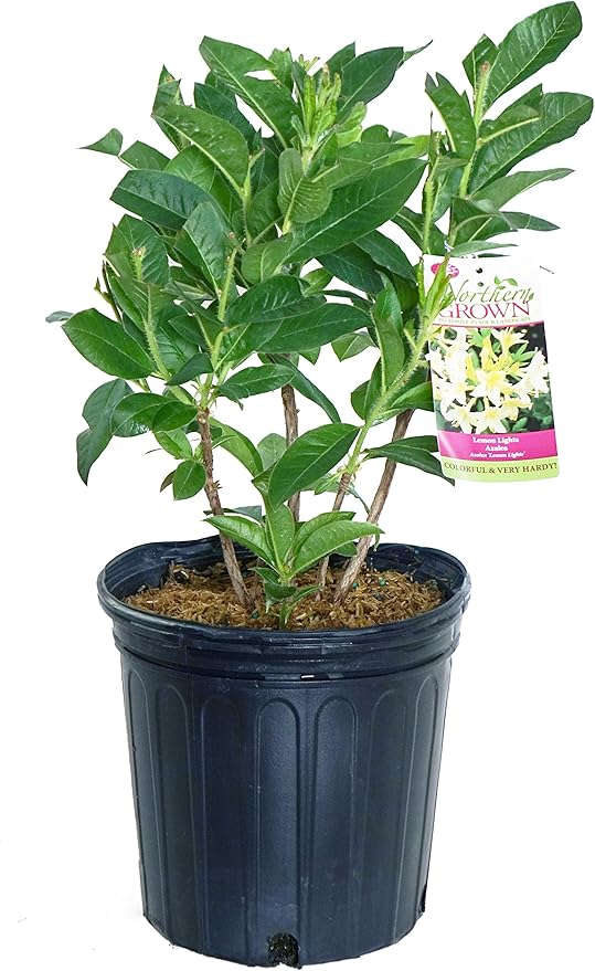 Azalea 'Lemon Lights' (Exbury hybrid) Shrub, yellow flowers, #2 - Size Container