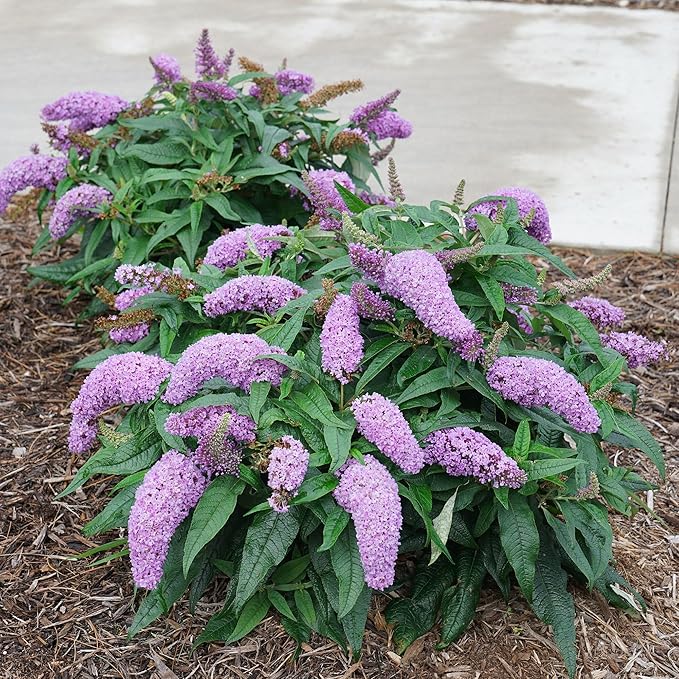 2 Gal. Pugster Ameythst Buddleia Shrub