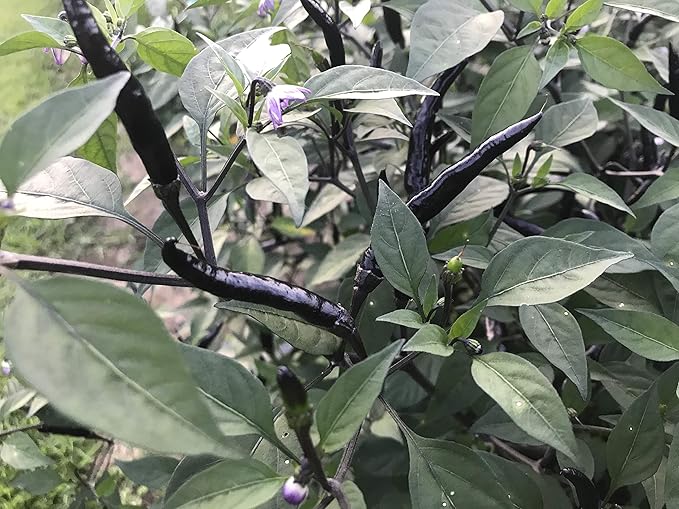 Black Thai Dragon Heirloom Chili Pepper Premium Seeds for Planting Packet + More