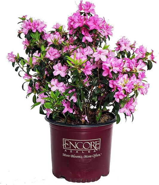 Azalea Encore Autumn Twist (Reblooming Azalea) Shrub, RB white/purple, #3 - Size Container
