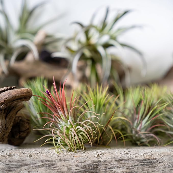 Ionantha Tillandsia Air Plants Live Indoor Plants (10PK), Air Plant Terrarium Plants Live Houseplants, Live Plants Indoor Plant Kit, Easy Care Plants for Air Plant Holder or Garden by Plants for Pets
