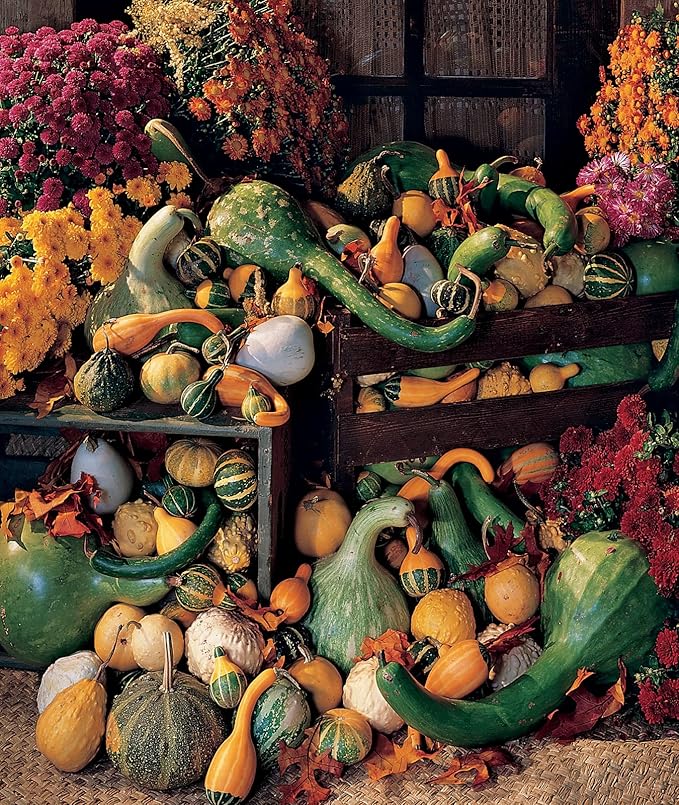 Burpee Ornamental Big Gourds Mix Gourd Seeds 25 seeds