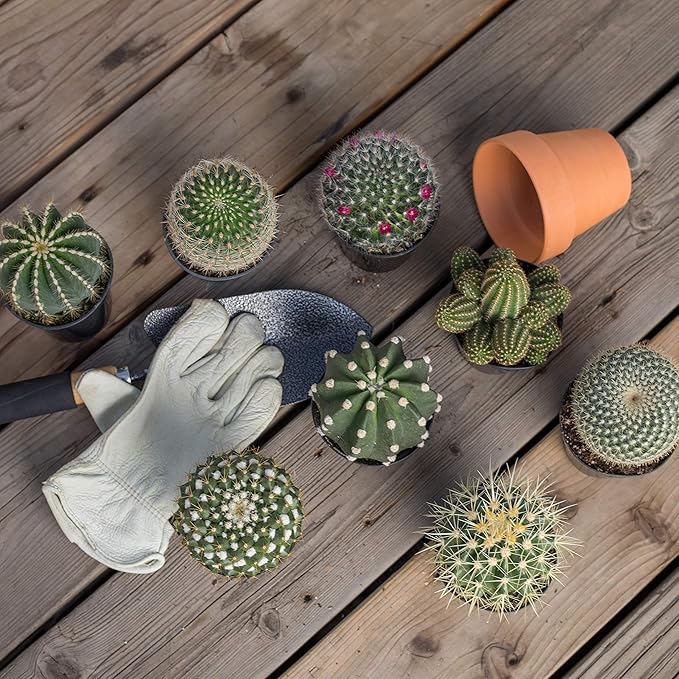 Altman Plants, Assorted Cactus Plants Live Plants (4 Pack), Live Cactus Plant Live Succulents Plants Live Houseplants, Cacti Live Indoor Plants Succulent Plants House Plants in Cactus Soil Potting Mix