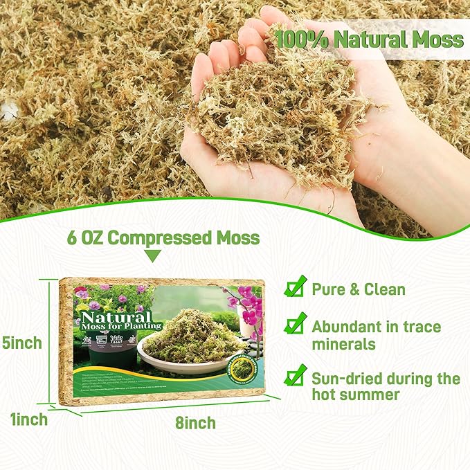 6Oz Sphagnum Moss for Plants Indoor, Premium Peat Moss for Reptiles Terrarium-6 Quarter, Natural Long Fiber Orchid Moss for Repotting Propagation Succulent Sarracenia Carnivorous Gardening