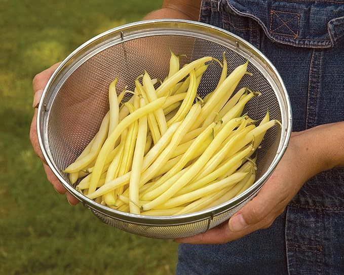 Burpee Gold Mine Bush Bean Seeds 2 ounces of seed