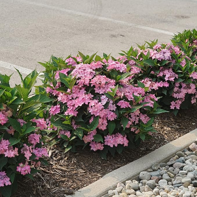 2 Gallon Proven Winners Hydrangea Let's Dance Can Do Shrub
