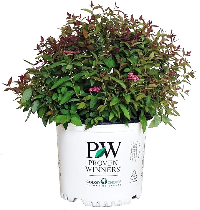 Proven Winners - Spiraea jap. Double Play Red (Spirea) Shrub, red flowers, #3 - Size Container