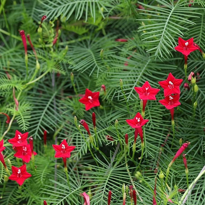Outsidepride 100 Seeds Annual Red Cypress Vine Flower Seeds for Planting