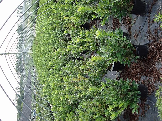 Azalea 'Mandarin Lights' (Exbury hybrid) Shrub, orange flowers, #2 - Size Container