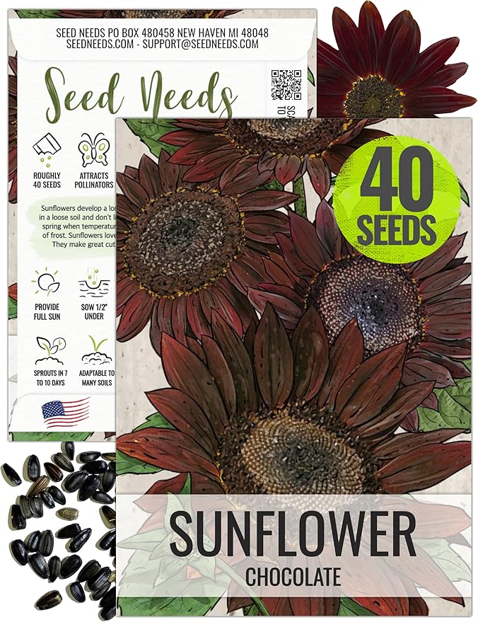 Seed Needs, Chocolate Sunflower Seeds - 40 Heirloom Seeds for Planting Helianthus annuus - Annual Flowers to Plant Outdoors, Attracts Bumblebees and Butterflies, Great as a Cut Flower (1 Pack)
