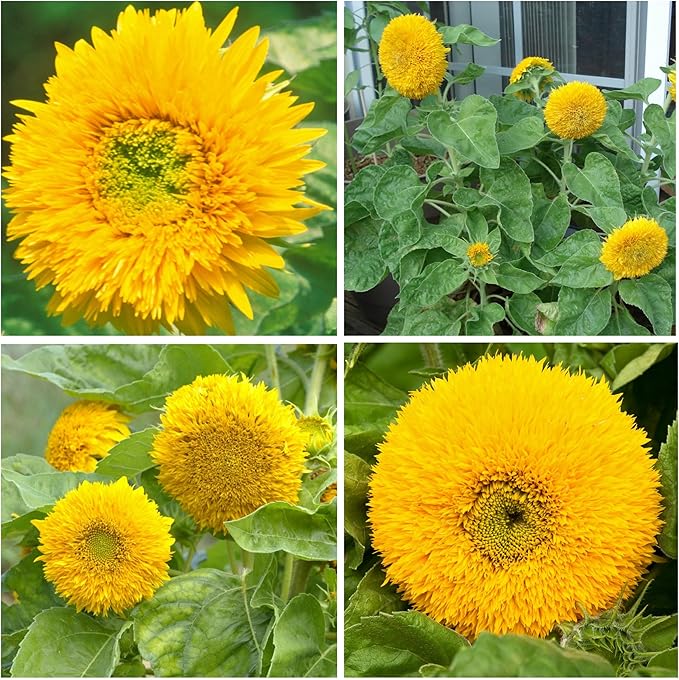 Seed Needs, Dwarf Teddy Sunflower Seeds - 100 Heirloom Seeds for Planting Helianthus annuus - Double Petaled Blooms, Attracts Pollinators/Butterflies (5 Packs)