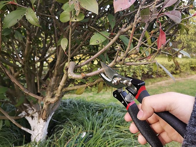 May Star Pruning Shears(MSPS-J006), Professional Pruning Shears,Perfect for Fence and Garden,SK5 Steel Blade, Size of The Opening 1.9 Inch